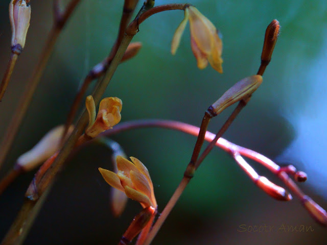 Lecanorchis suginoana