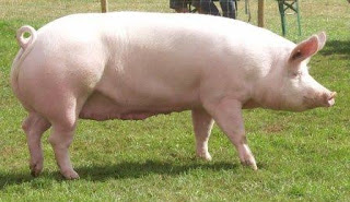 Pig farming