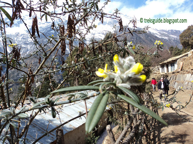 Flowers in Gokyo Trekking