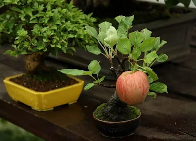 Deretan Pohon Bonsai Jepang yang mengagumkan