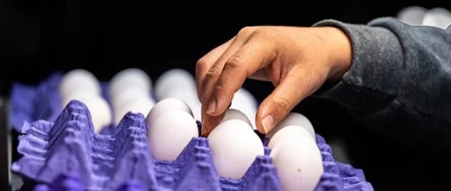 Preço do ovo dispara mais de 20% em 12 meses, maior alta em uma década