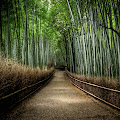 Bamboo Forest Japan