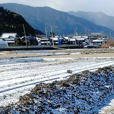 愛媛県西条市　無農薬の人参栽培　ロハスプラザ