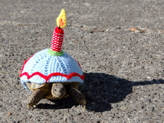 Adorable Pictures Of Tortoises Dressed In Cute Warm Clothes