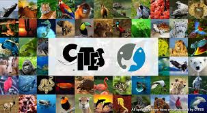 excursionesaitor, conoceris, excursiones guiadas, wildwatching, birding, tours, Madrid, Spain, Madrid-Río, WWD2018, Dia Mundial de la Vida Silvestre, World Wildlife Day, free tours, CITES, 