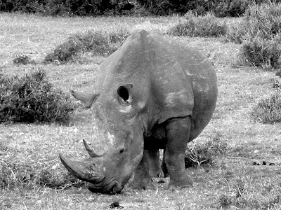 Kruger National Park, South Africa, rhino, rhino poaching