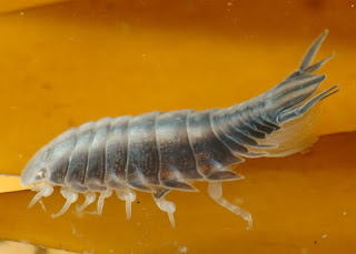 parasitisopoda