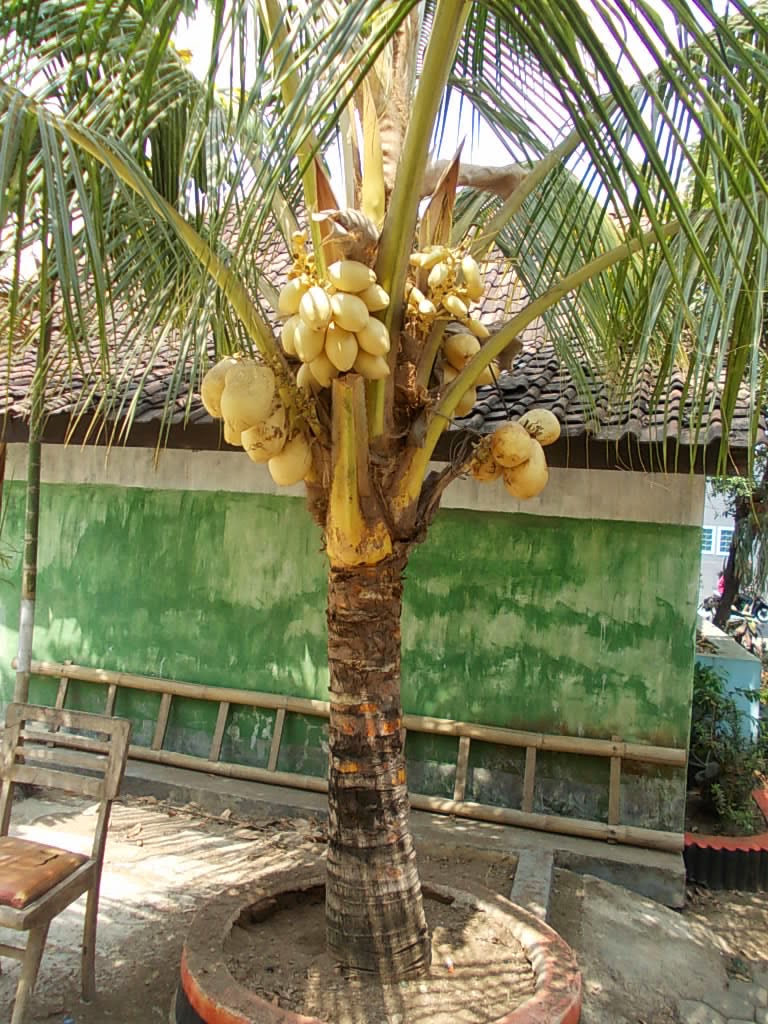Jual pohon kelapa kuning murah Harga kelapa kuning 