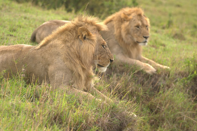 African Lion at Maasai mara game reserve.