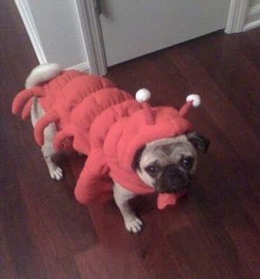 Crazy Halloween Costume for Dog Seen On www.coolpicturegallery.us