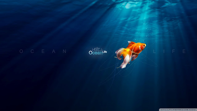 ocean, life, death, desktop wallpaper