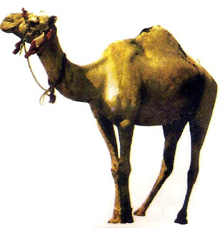Camel Photo
