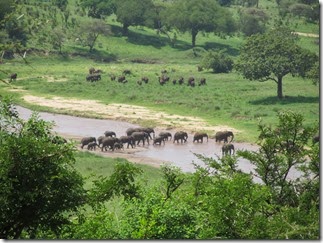 Tembo crossing