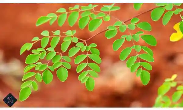 أعشاب المورينجا تساعدك علي جسم خالي من الأمراض