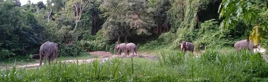 Namuang Juangle Trip Elephant Trekking at Namuang Waterfall Number 1