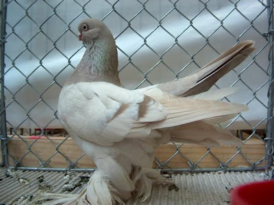 Berlin Short Faced Muffed Tumbler Pigeon