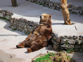 Funny animals of the week - 31 January 2014 (40 pics), bear sits like a human