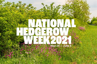 It's National Hedgerow Week