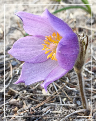 Prairie Crocus. Copyright © Shelley Banks, all rights reserved