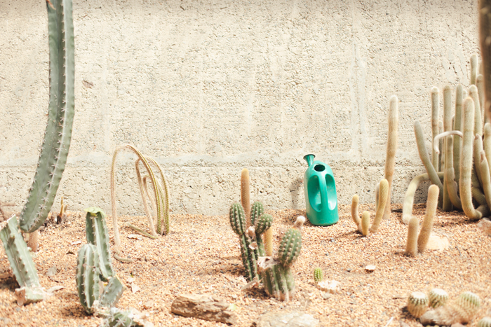 cactus house brisbane botanical gardens