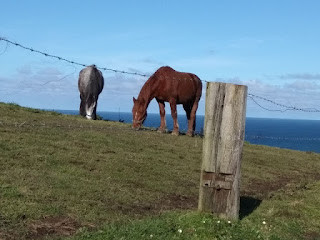 caballos