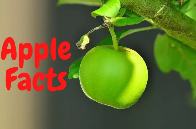 100 Facts About Apple In Hindi