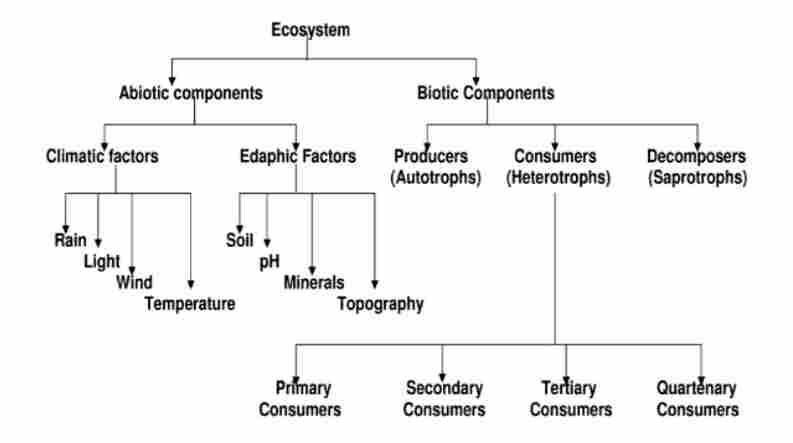 Levels of Organization in Ecology UPSC