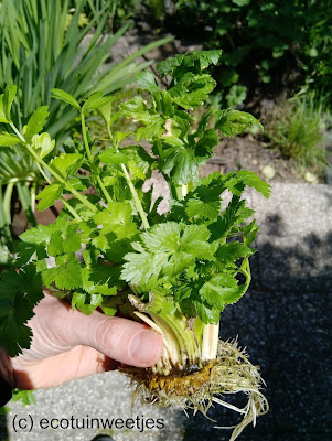 groentenrestje worteluiteinde groene selder hergroeien.