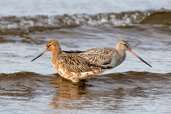 Bar-tailed godwit