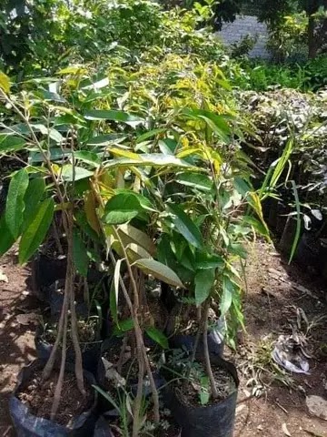bibit durian petruk cepat tumbuh Sumatra Selatan