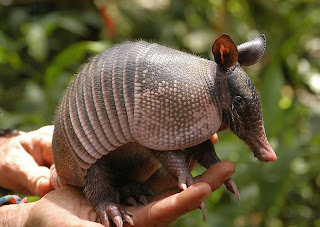 Armadillo Wallpapers