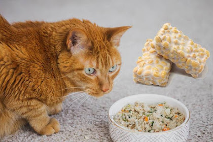 Apakah Kucing Boleh Makan Tempe?