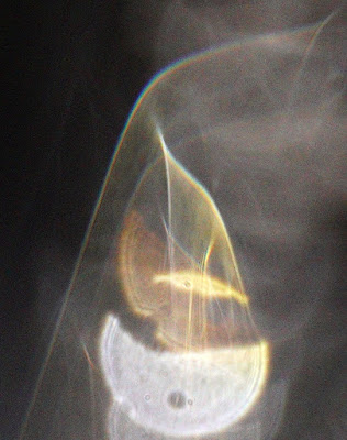 floating top orb and orb veil