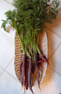 Purple Carrots in a Basket