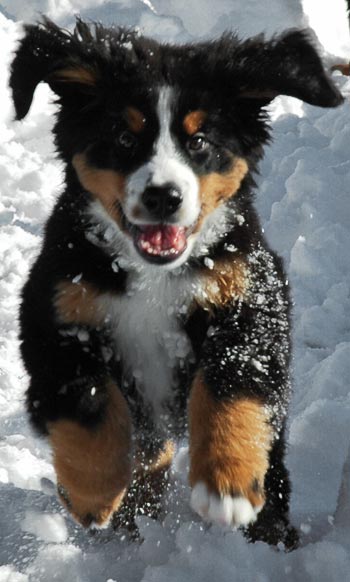 Everything about your Bernese Mountain Dog - LUV My dogs