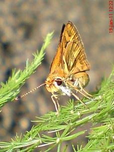 Kupu-Kupu Skipper Taractrocera archias