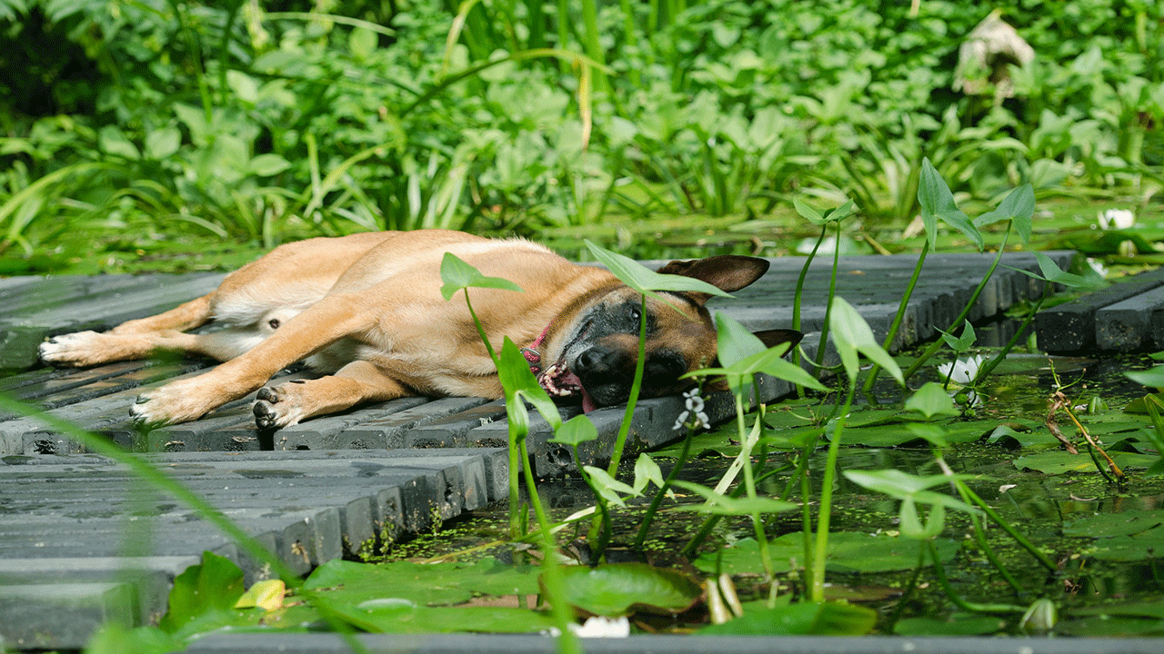 berger malinois