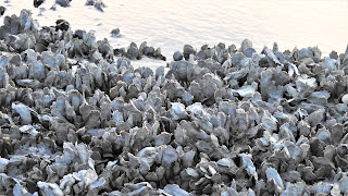 charleston harbor oysters