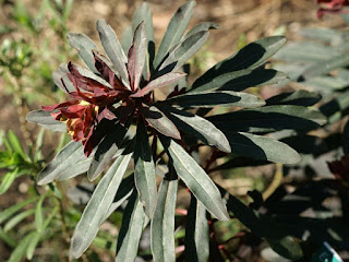 Euphorbia amygdaloides - Euphorbe des bois - Euphorbe à feuilles d'Amandier