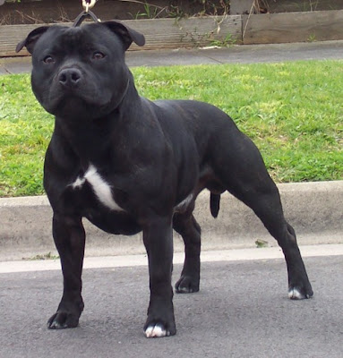 American Staffordshire Terrier