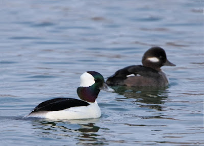 Bufflehead