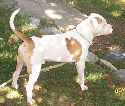 American Staffordshire Terrier Guard Dog