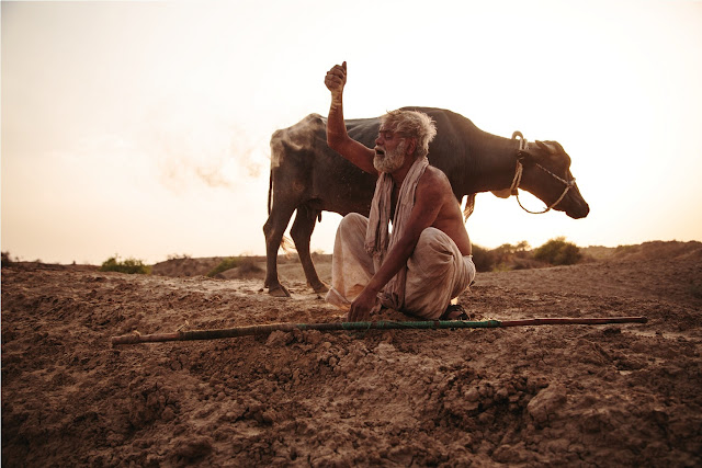 Sanjay Mishra, buffalo, Kadvi Hawa