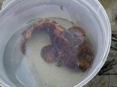 Three-spined Toadfish (Batrachomoeus trispinosus)