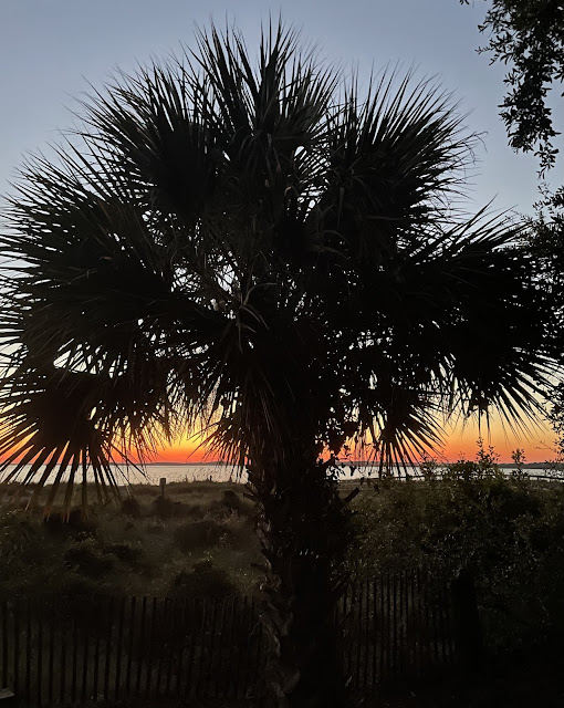 Sunset on our second night in town. We are walking up to the beach after finding a parking spot. In the center of this picture is a huge palmetto tree (i believe). in the background is the trail that leads to the beach. The sky is a reddish orange hue towards the horizon with the rest of the sky a blueish black - twilight. The ocean is also visiible, but only slightly as the tree and the beach grass in front of the tree take up most of the picture. Because it is getting dark the tree looks black in the photo.