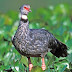 The southern screamer 