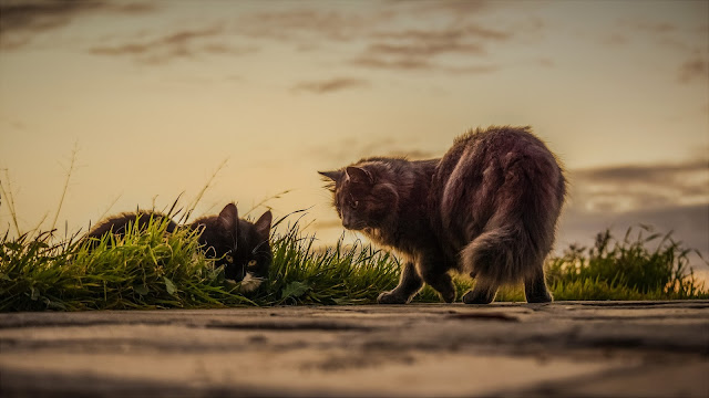 los gatos acompañaron a los humanos antiguos