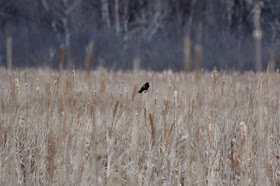 red-winged blackbird in cattail marsh