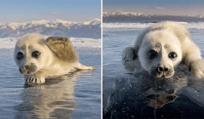 Cute Baby Fur Seal Crawls Over Ice Near Lake Baikal