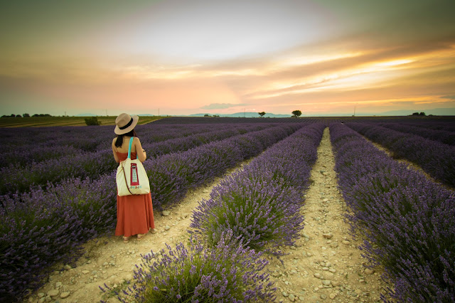 Valensole-Campi di lavanda al tramonto